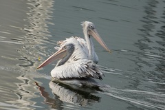 Pelecanus philippensis