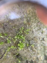 Physcomitrium patens