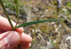 Senecio phelleus