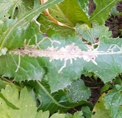 Phytomyza syngenesiae