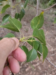 Brachychiton populneus