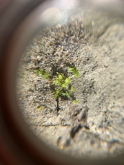 Physcomitrium patens