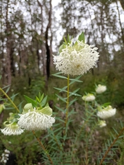 Pimelea spectabilis