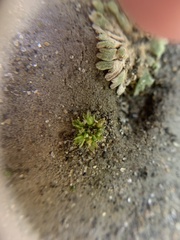 Physcomitrium patens