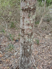 Brachychiton populneus