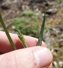 Senecio phelleus