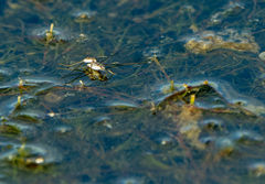 Neogerris hesione