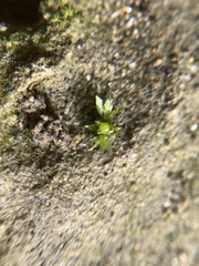 Physcomitrium patens