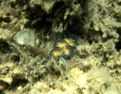 Tridacna