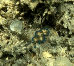 Tridacna