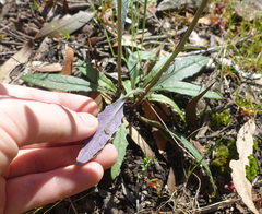 Senecio phelleus