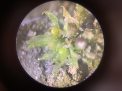 Physcomitrium patens