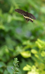 Papilio polytes romulus