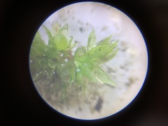 Physcomitrium patens