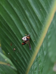Polistes humilis