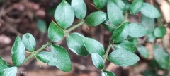 Maclura cochinchinensis