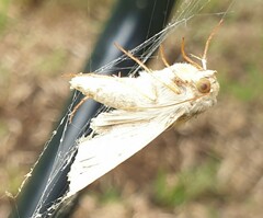 Helicoverpa punctigera