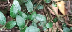 Maclura cochinchinensis