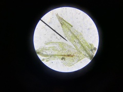 Physcomitrium patens