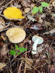 Russula nitida
