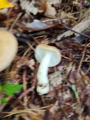 Russula nitida