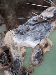 Phyllosticta concava