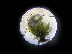 Physcomitrium patens