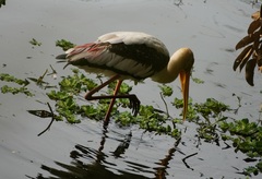 Mycteria leucocephala