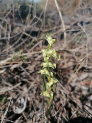 Disperis circumflexa