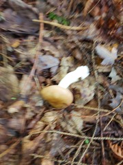Russula nitida