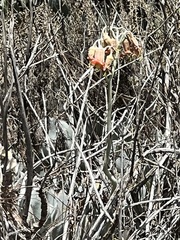 Cotyledon orbiculata
