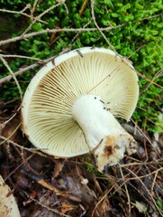 Russula dissimulans