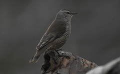 Climacteris picumnus