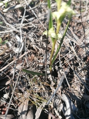 Disperis circumflexa