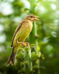 Emberiza melanocephala
