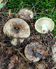 Russula dissimulans