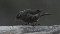 Climacteris picumnus