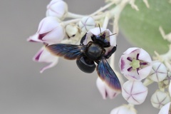 Xylocopa sulcatipes
