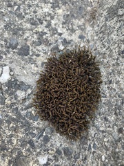 Schistidium splendens