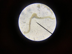 Schistidium splendens