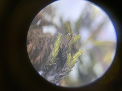 Schistidium splendens