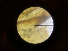 Schistidium splendens