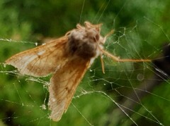 Helicoverpa punctigera