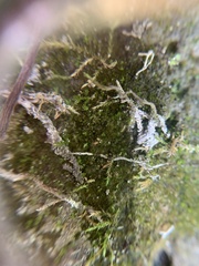 Ephemerum spinulosum