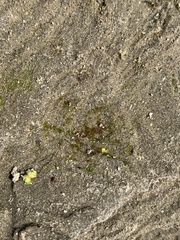 Ephemerum spinulosum