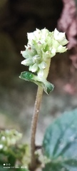 Epithema ceylanicum