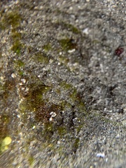 Ephemerum spinulosum