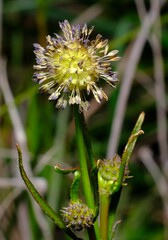 Opercularia vaginata
