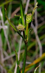 Opercularia vaginata