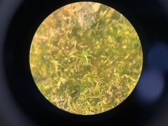 Ephemerum spinulosum